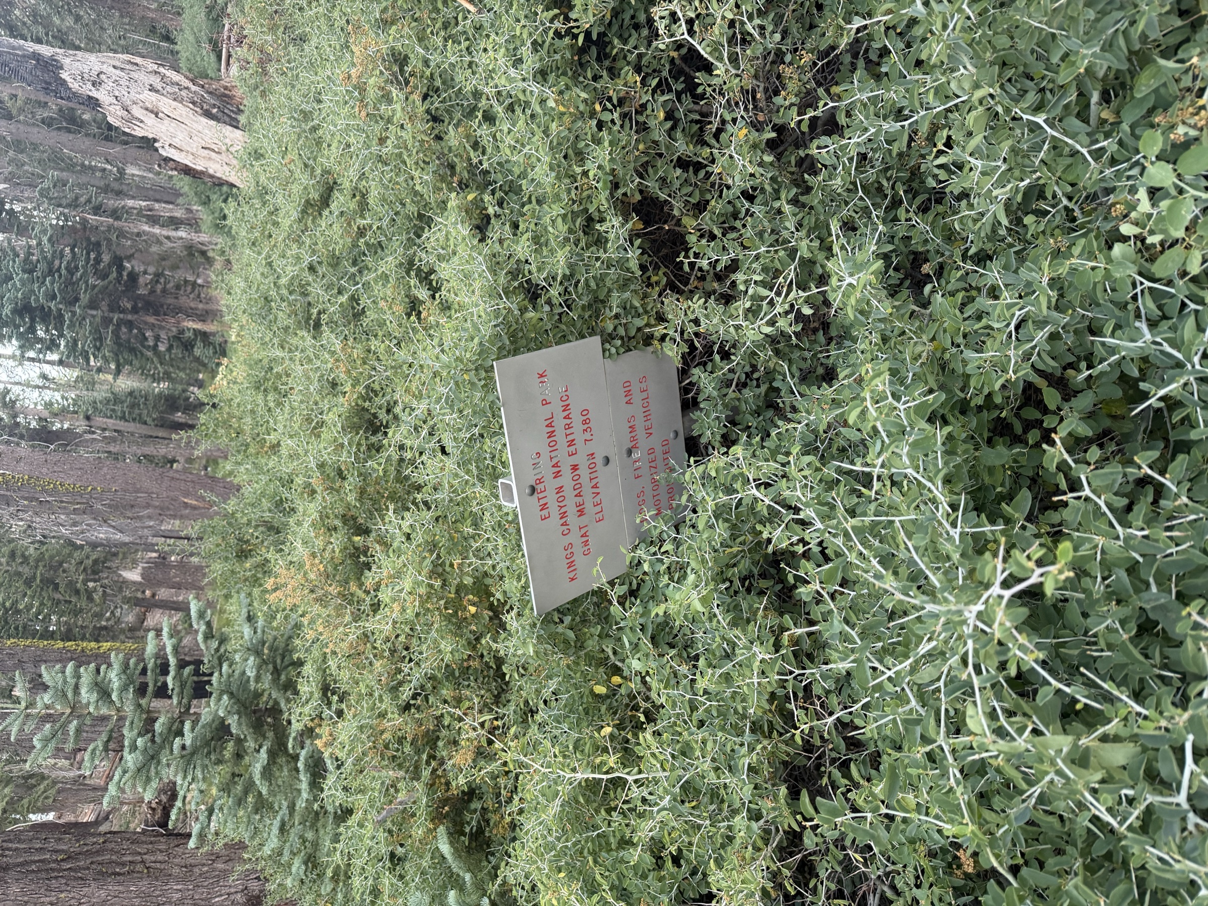 Whitethorn bushes along the trail